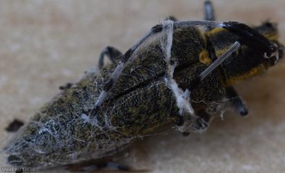 image for Golden-bloomed Grey Longhorn