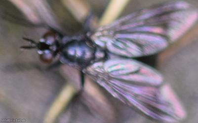 image for Club-tailed Parasite Fly