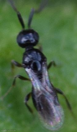 Platygastroid Parasitic Wasp Unidentified 3