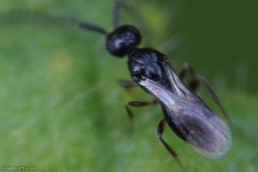 Platygastroid Parasitic Wasp Unidentified 3