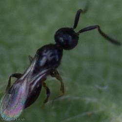 Platygastroid Parasitic Wasp Unidentified 3