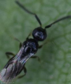 Platygastroid Parasitic Wasp Unidentified 3