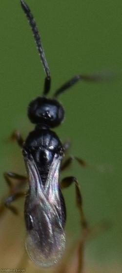 image for Platygastroid Parasitic Wasp Unidentified 3