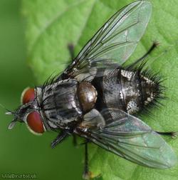 Common Carcelia