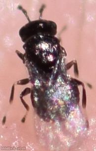 Chalcid Wasp Unidentified 6