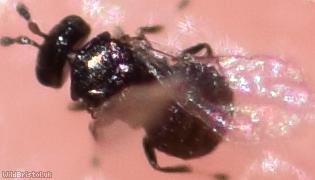 Chalcid Wasp Unidentified 6