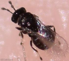 Chalcid Wasp Unidentified 6