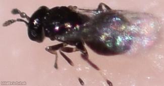 Chalcid Wasp Unidentified 6