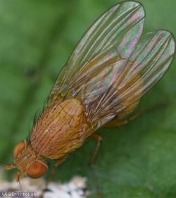 Sapromyza quadricincta