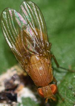 Sapromyza quadricincta