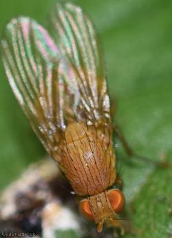 Sapromyza quadricincta