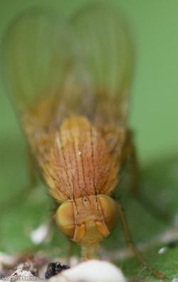 Sapromyza quadricincta