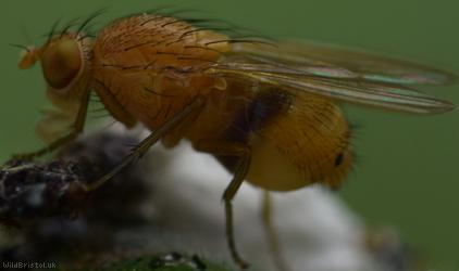Sapromyza quadricincta