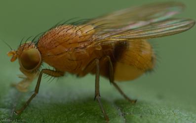 Sapromyza quadricincta