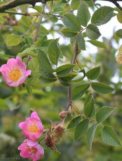 Short-styled Field-rose