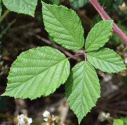 image for File-stemmed Bramble