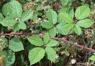 File-stemmed Bramble