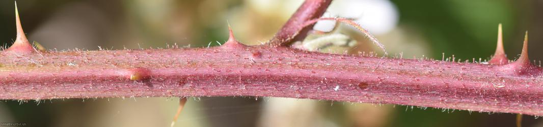 File-stemmed Bramble