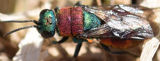 Hedychrum nobile