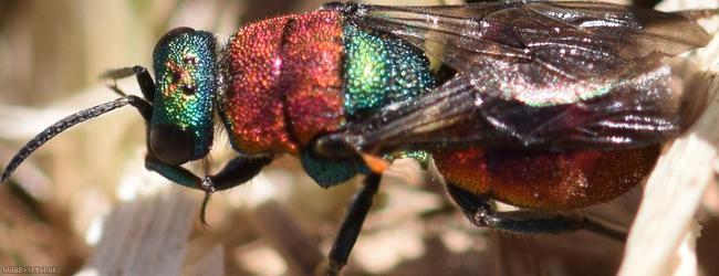 Hedychrum nobile