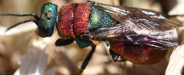 Hedychrum nobile