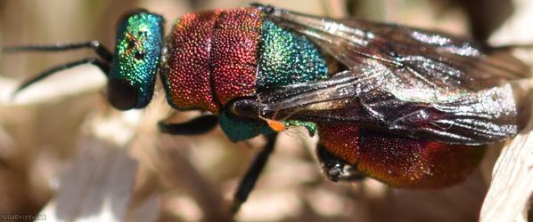 Hedychrum nobile