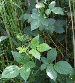 Parallel Plicate-leaved Bramble