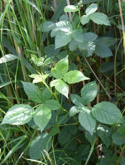 Parallel Plicate-leaved Bramble