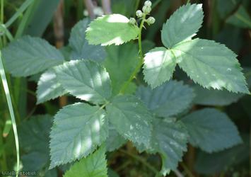 Parallel Plicate-leaved Bramble