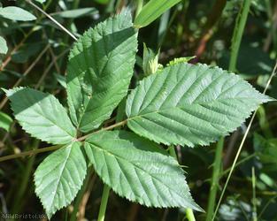 image for Parallel Plicate-leaved Bramble