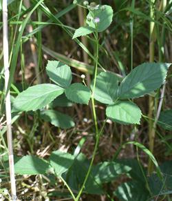 Parallel Plicate-leaved Bramble
