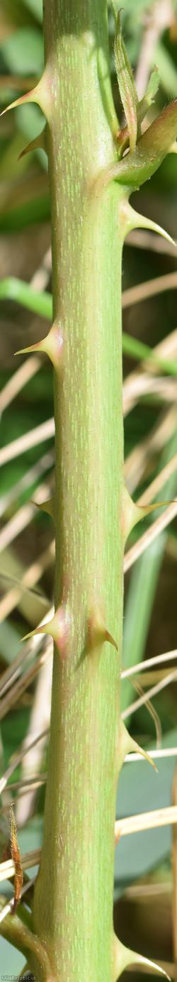 Parallel Plicate-leaved Bramble