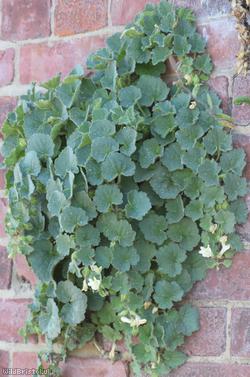 image for Trailing Snapdragon