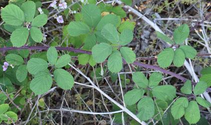 image for Rubus 'Cromer Vestiti'