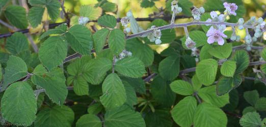 Rubus 'Cromer Vestiti'