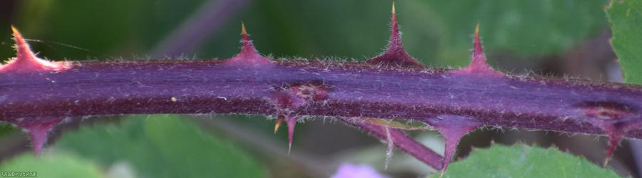 Rubus 'Cromer Vestiti'