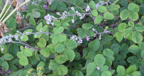 Rubus 'Cromer Vestiti'