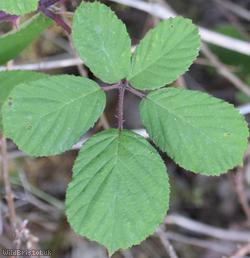 Rubus 'Cromer Vestiti'