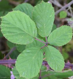 Rubus 'Cromer Vestiti'