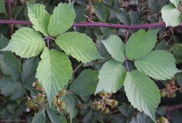 Great Bramble
