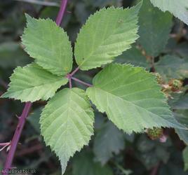 image for Great Bramble