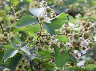 Great Bramble
