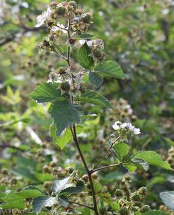 Great Bramble