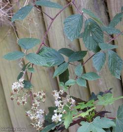 Norfolk Bramble