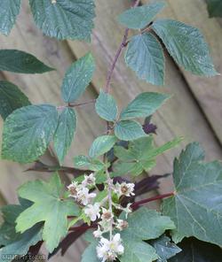 Norfolk Bramble