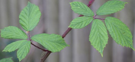 Norfolk Bramble
