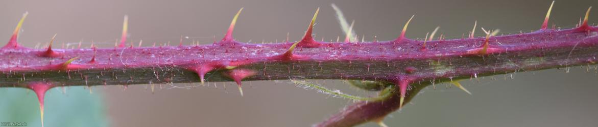Norfolk Bramble