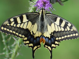 image for Swallowtail