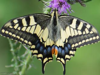 Swallowtail