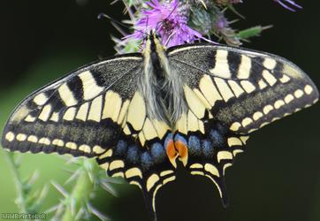 Swallowtail
